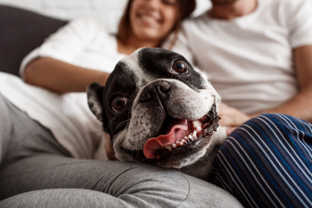 Comment apporter du bien-être à la maison à son chien ?