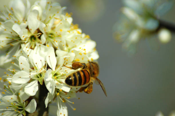 Comment les abeilles fabriquent le miel ?