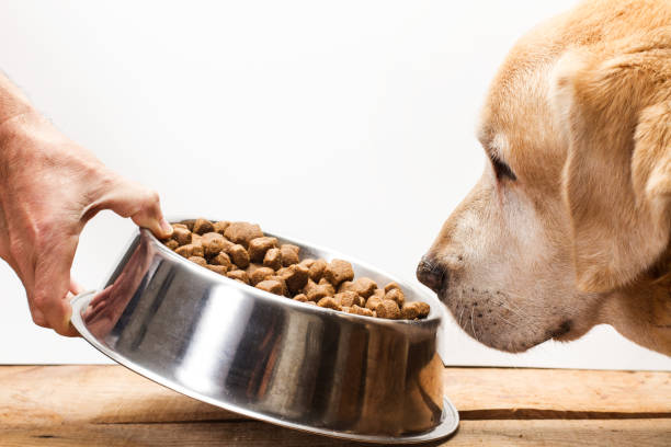 Ce que cachent les meilleures croquettes pour chien sans céréale !