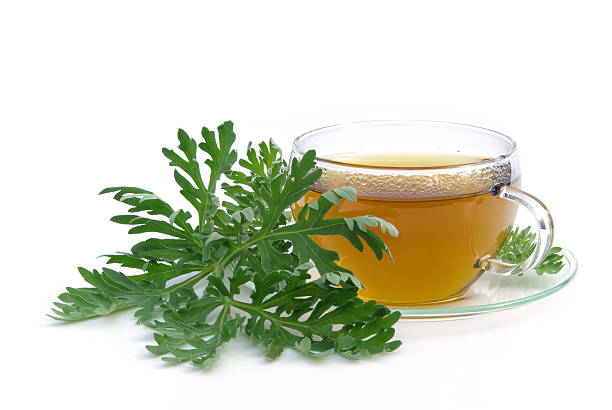 Comment prendre la tisane Artemisia ?