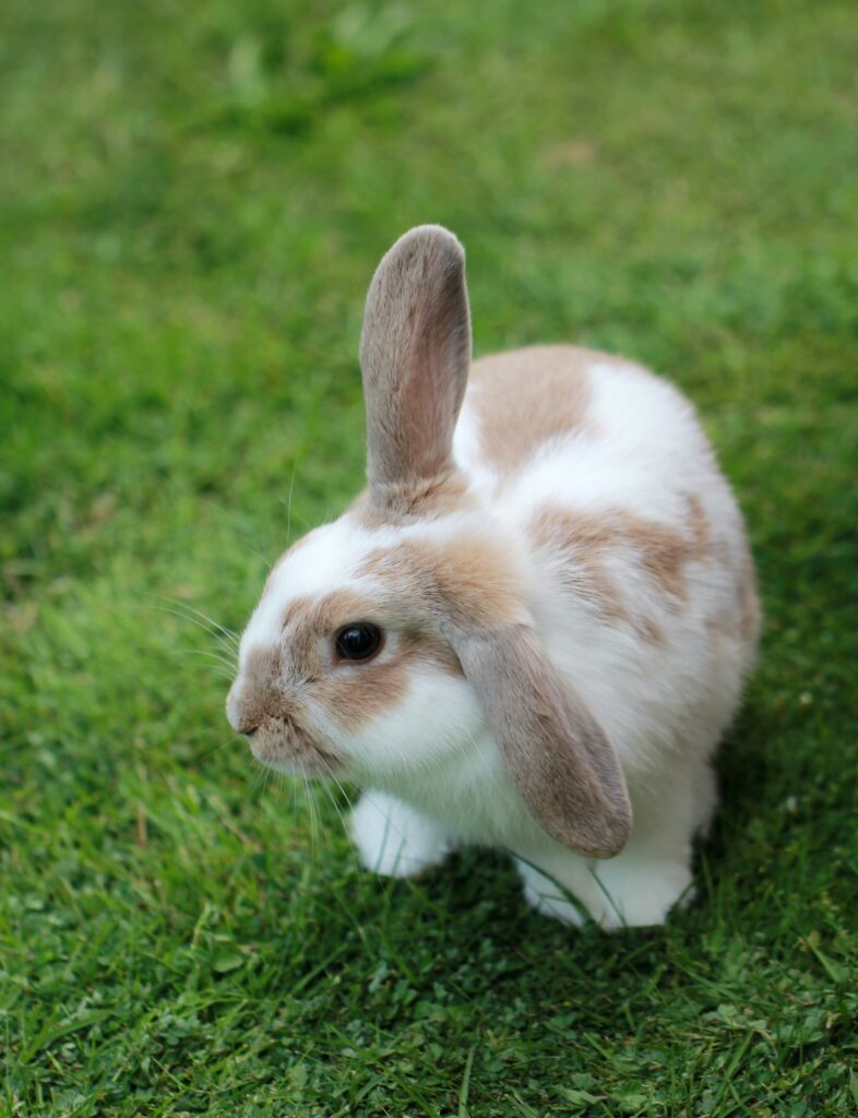 Accessoires pour lapins nains : comment choisir le meilleur ?